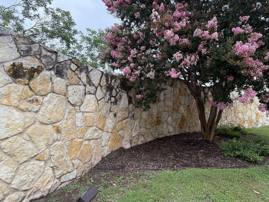 Natural stone wall with crepe myrtle